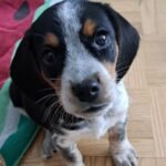 Molly – Female Beagle puppy for sale at Amazing Pupps