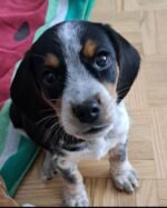 Molly – Female Beagle puppy for sale at Amazing Pupps