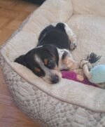 Molly the Beagle puppy playing – Amazing Pupps