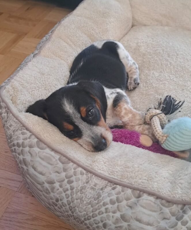 Molly the Beagle puppy playing – Amazing Pupps