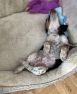 Molly the Beagle puppy playing – Amazing Pupps