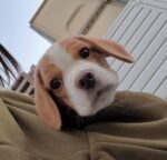 Lucy, a female Beagle puppy, close-up portrait – Amazing Pupps