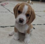 Lucy – Female Beagle puppy for sale at Amazing Pupps