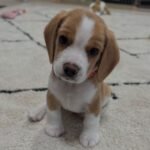 Lucy – Female Beagle puppy for sale at Amazing Pupps