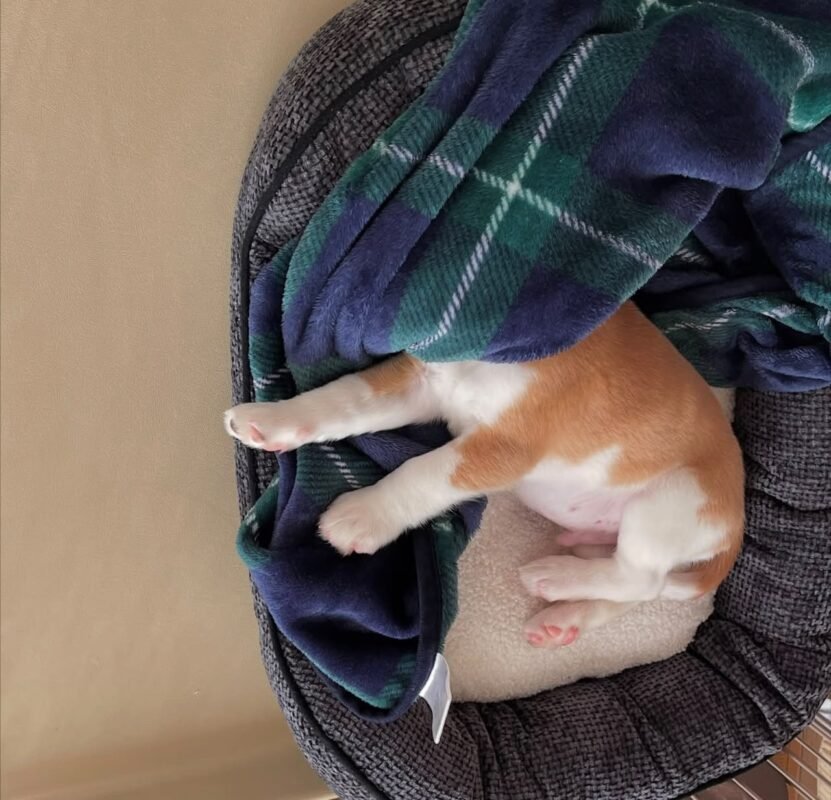 Lucy the Beagle puppy playing – Amazing Pupps