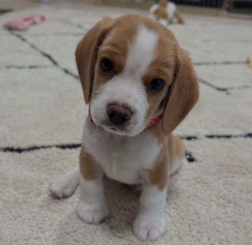 Lucy – Female Beagle puppy for sale at Amazing Pupps