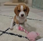 Beagle puppy Lucy ready for her forever home – Amazing Pupps