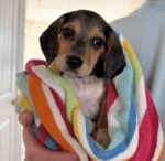 Charlie the Beagle puppy playing – Amazing Pupps