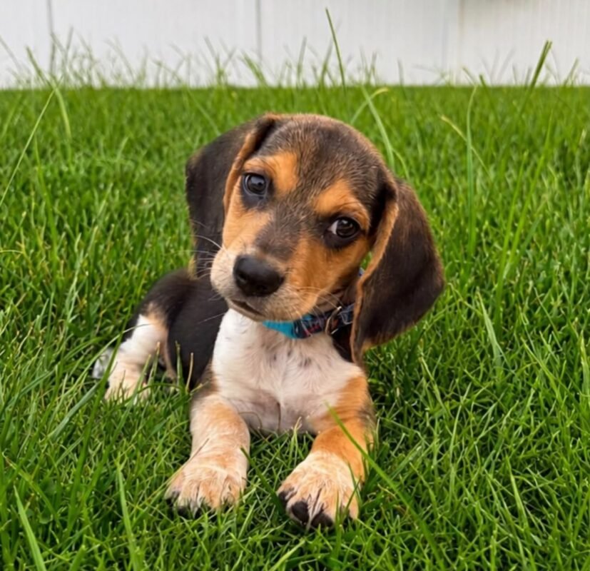 Charlie – Male Beagle puppy for sale at Amazing Pupps