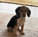 Charlie, a male Beagle puppy, close-up portrait – Amazing Pupps