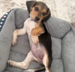 Beagle puppy Charlie ready for his forever home – Amazing Pupps