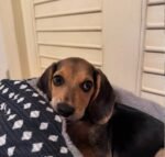 Charlie, a male Beagle puppy, close-up portrait – Amazing Pupps
