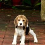 Buddy – Male Beagle puppy for sale at Amazing Pupps