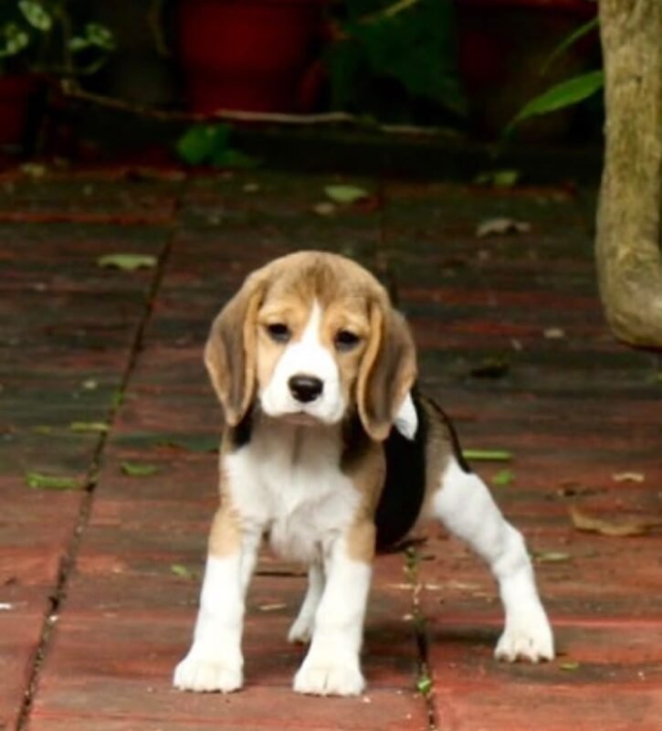 Buddy – Male Beagle puppy for sale at Amazing Pupps