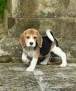 Buddy the Beagle puppy playing – Amazing Pupps