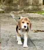 Buddy, a male Beagle puppy, close-up portrait – Amazing Pupps