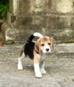 Beagle puppy Buddy ready for his forever home – Amazing Pupps