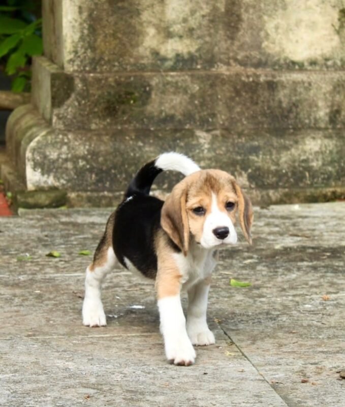 Beagle puppy Buddy ready for his forever home – Amazing Pupps