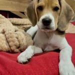 Jasper – Male Beagle puppy for sale at Amazing Pupps