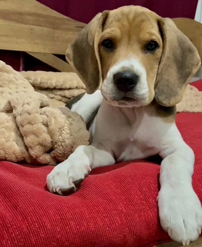 Jasper – Male Beagle puppy for sale at Amazing Pupps
