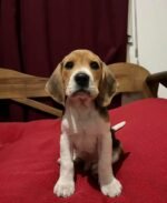 Jasper, a male Beagle puppy, close-up portrait – Amazing Pupps