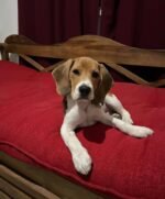 Jasper the Beagle puppy playing – Amazing Pupps