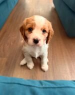 Close-up portrait of Daisy, a female Beagle puppy
