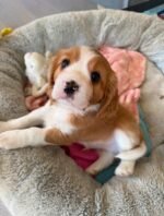 Daisy the female Beagle puppy playing – Amazing Pupps