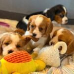 Daisy – female Beagle puppy for sale at Amazing Pupps