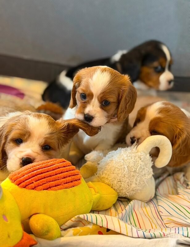 Daisy – female Beagle puppy for sale at Amazing Pupps