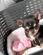 Close-up portrait of Chiquita, a female Chihuahua puppy