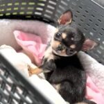 Chiquita – female Chihuahua puppy for sale at Amazing Pupps