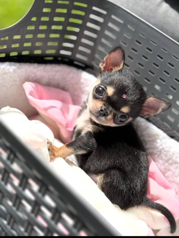 Chiquita the female Chihuahua puppy playing – Amazing Pupps