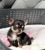 Female Chihuahua puppy Chiquita ready for her forever home