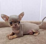 Taco – male Chihuahua puppy for sale at Amazing Pupps