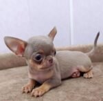 Taco the male Chihuahua puppy playing – Amazing Pupps