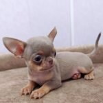 Taco the male Chihuahua puppy playing – Amazing Pupps