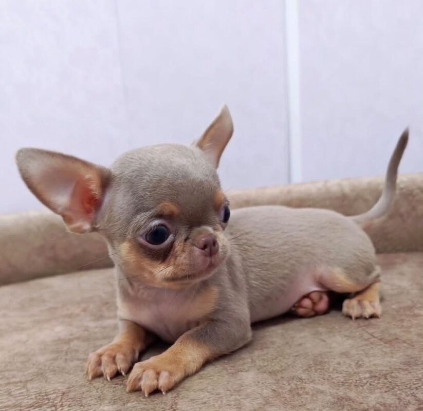 Taco the male Chihuahua puppy playing – Amazing Pupps