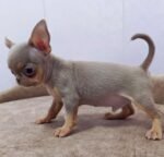 Close-up portrait of Taco, a male Chihuahua puppy
