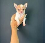 Male Chihuahua puppy Rocky ready for his forever home