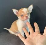Rocky – male Chihuahua puppy for sale at Amazing Pupps