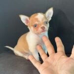 Rocky – male Chihuahua puppy for sale at Amazing Pupps