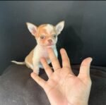 Close-up portrait of Rocky, a male Chihuahua puppy