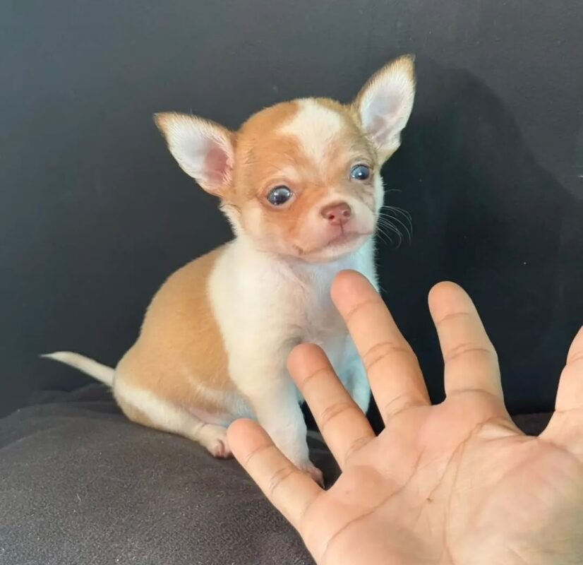 Rocky – male Chihuahua puppy for sale at Amazing Pupps