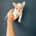 Rocky the male Chihuahua puppy playing – Amazing Pupps