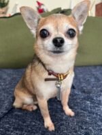 Bandit the male Chihuahua puppy playing – Amazing Pupps