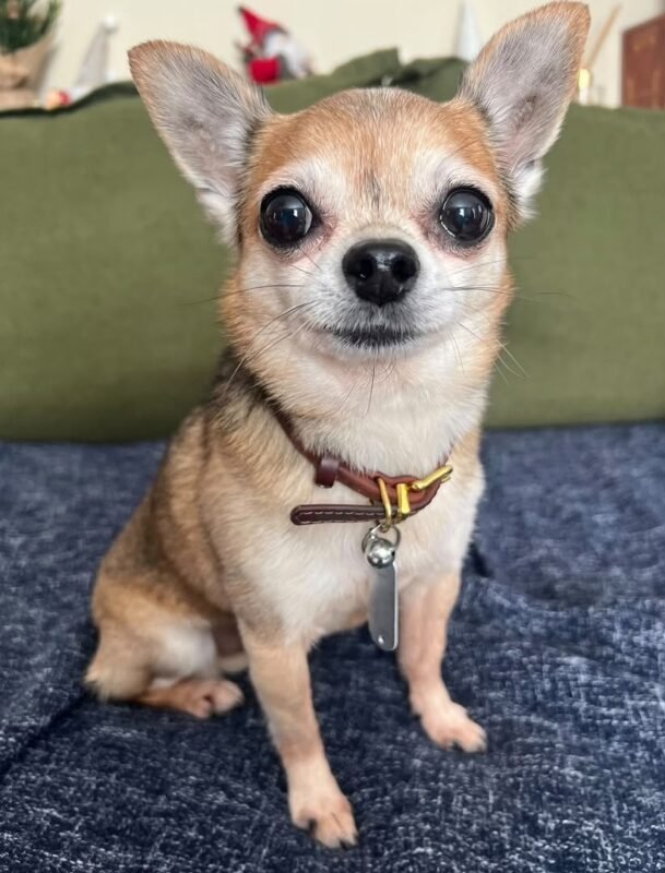 Bandit the male Chihuahua puppy playing – Amazing Pupps