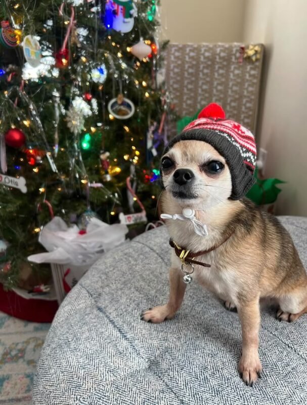 Bandit – male AKC Chihuahua puppy for sale at Amazing Pupps