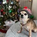Chihuahua puppies for sale at amazingpupps