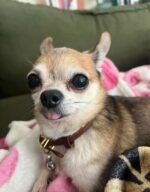 Male Chihuahua puppy Bandit ready for his forever home